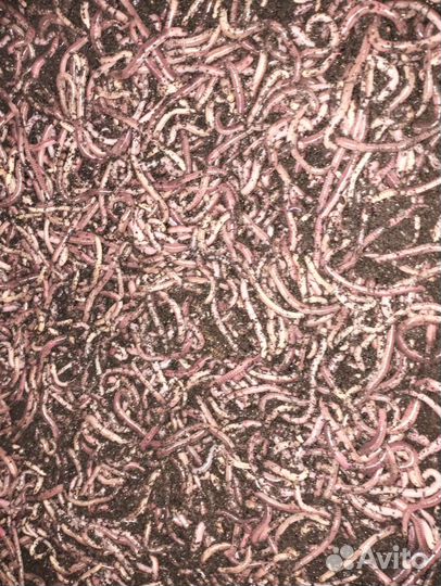 Червь дендробена