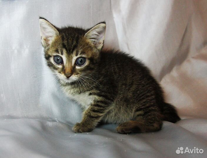 Маленькая девочка 1.5 мес в дар