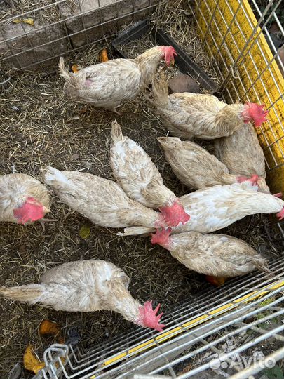 Куры несушки
