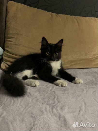 Кошки в добрые руки