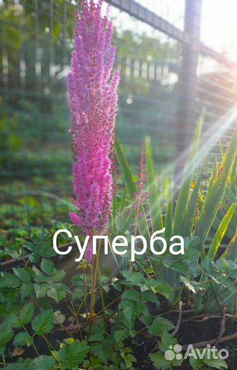 Астильбы сортовые, Многолетники, садовые цветы