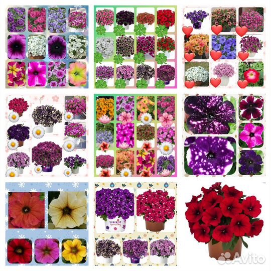 Петуния,калибкахо,вербена,ампельная