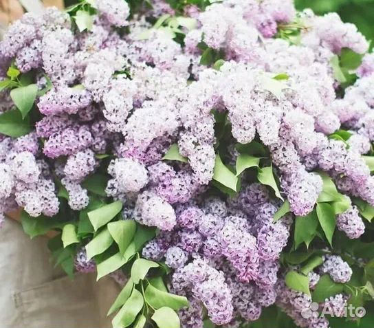 Букет из сирени