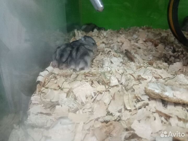 Хомяк Джунгарский, Мышь иглистая