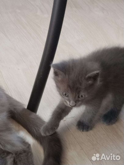 Отдам котенка в добрые руки