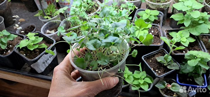 Дихондра зеленая ампельное растение
