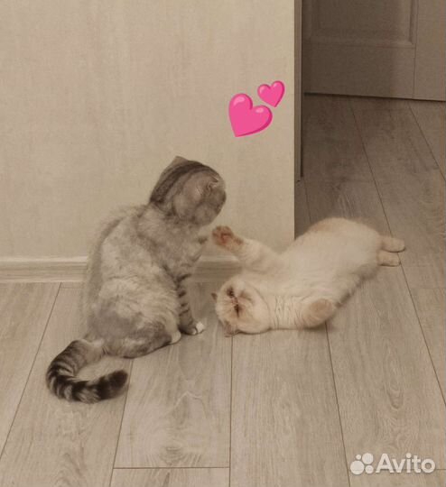 Кот и кошка в добрые руки