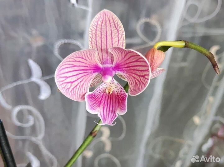 Орхидея фаленопсис биглип