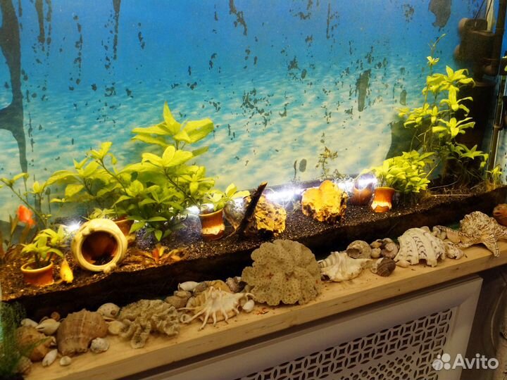 Аквариумные рыбки. Сом присоска, барбусы