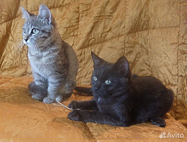 Котейки