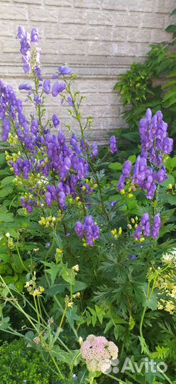 Растения для сада обмен