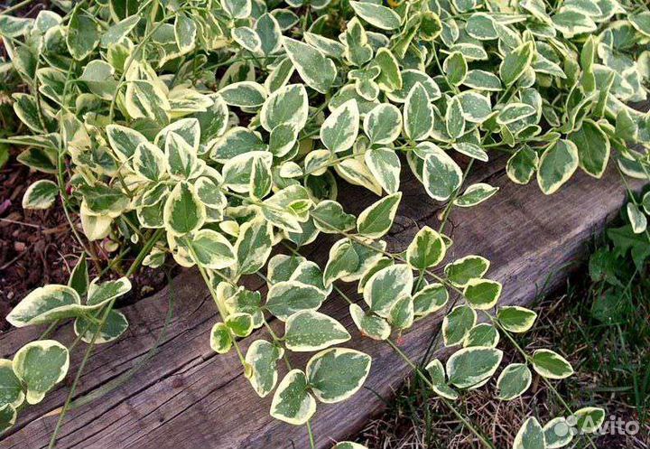 Почвопокровные растения