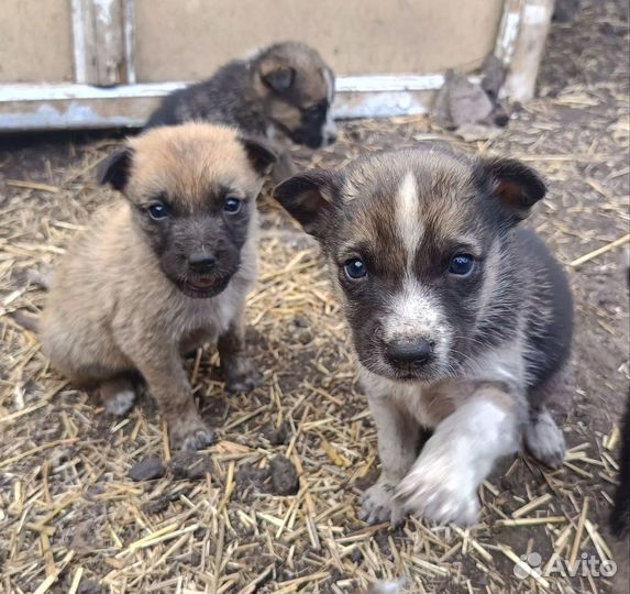 Собака в добрые руки отдам бесплатно