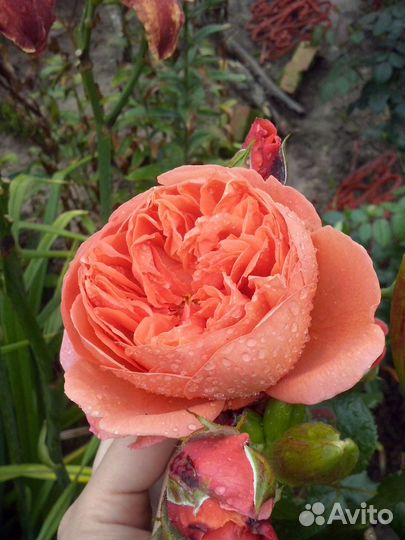 Садовые цветы