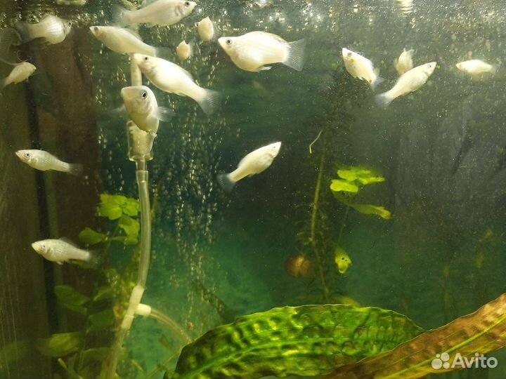 Аквариумные рыбки Гуппи(чистая линия), Молли