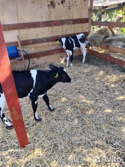 Продаются телята, бычки