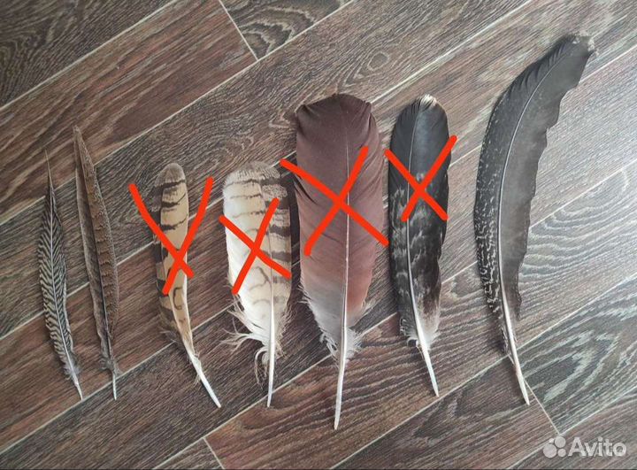 Перо хищных птиц