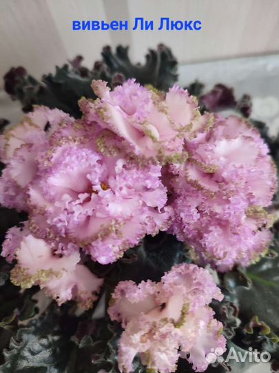 Сортовые фиалки