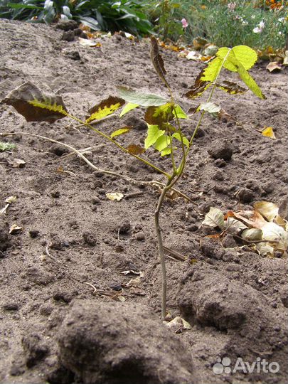 Грецкий орех саженцы