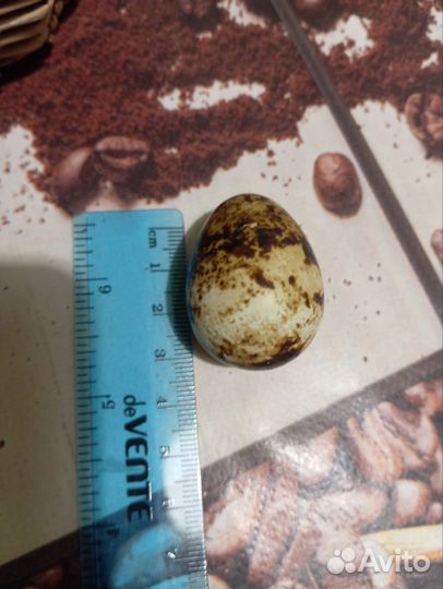 Перепелиныее, куриные яйца