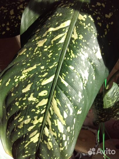 Диффенбахия крупная