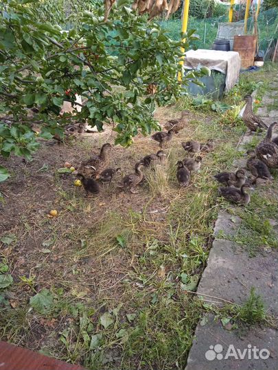 Подсадные утки