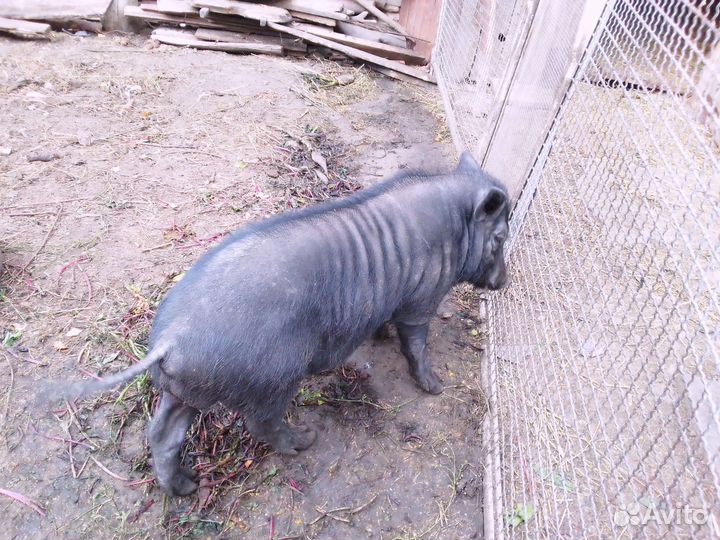 Вьетнамский вислобрюхий хряк