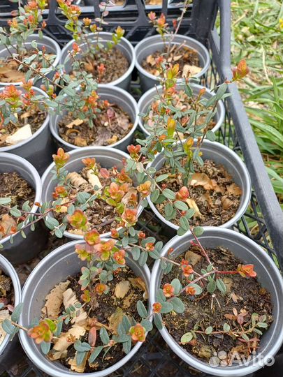 Саженцы клюквы