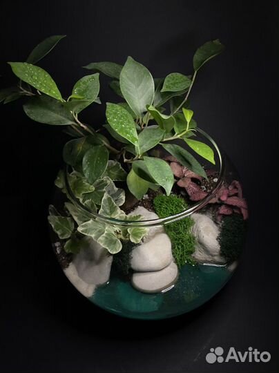 Флорариум с деревом бонсай