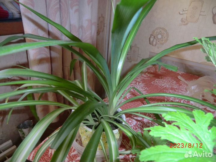 Продам цветы комнатные