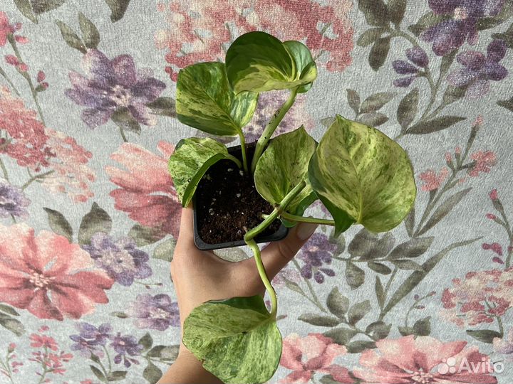 Эпипремнум хэппи лиф