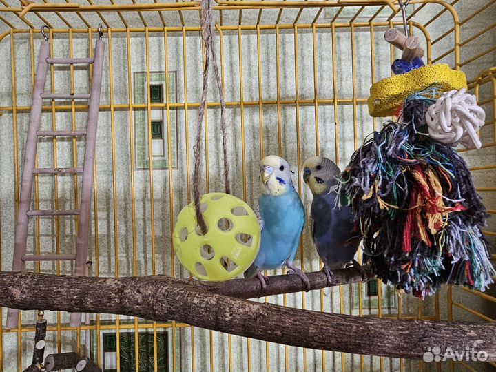 Пара радужных волнистых попугаев