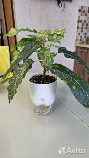 Фикус нью клон