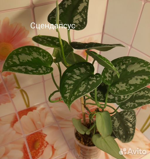 Филодендрон, сцендапсус, Строманта