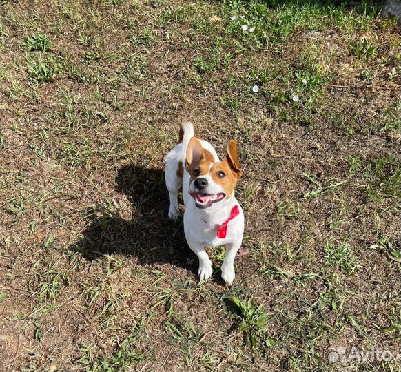 Вязка джек рассел терьер