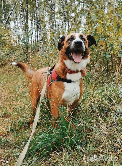 Собака из приюта в добрые руки