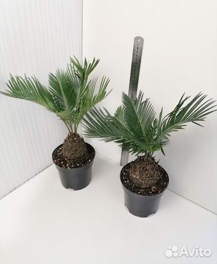 Цикас, Нолина, Пахира, санс Муншайн