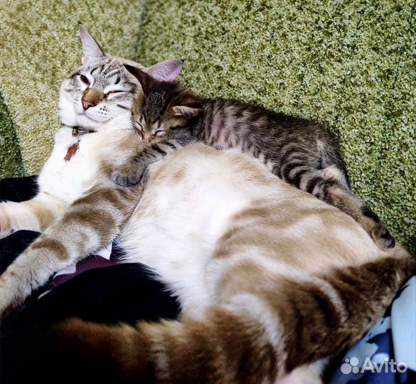 Отдам котят в добрые руки