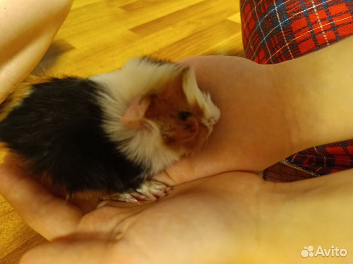 Морские свинки
