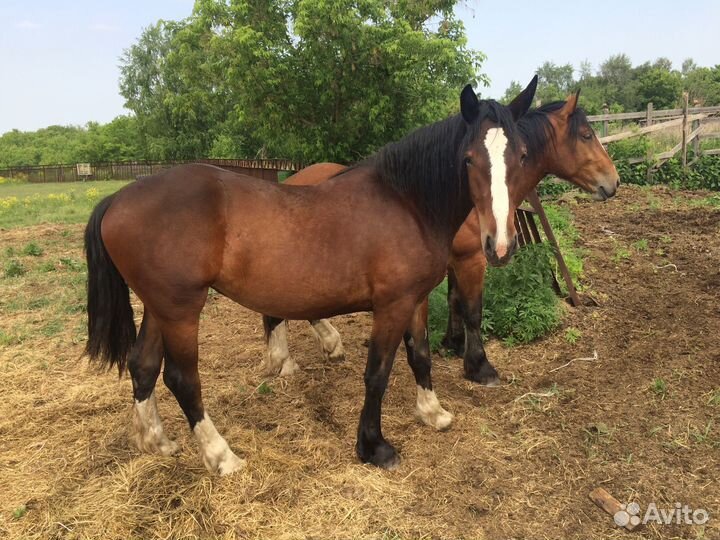 Жеребчики на племя
