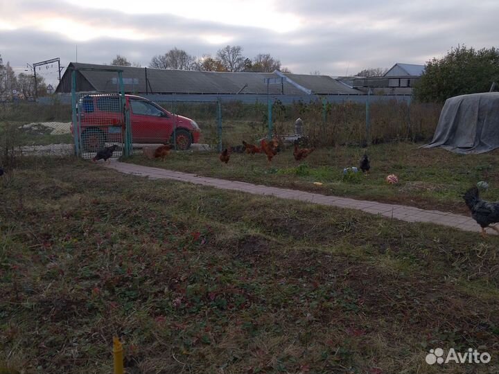 Молодые петухи по 3 кг, 12 штук