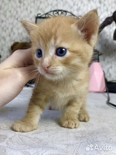 Отдам котенка