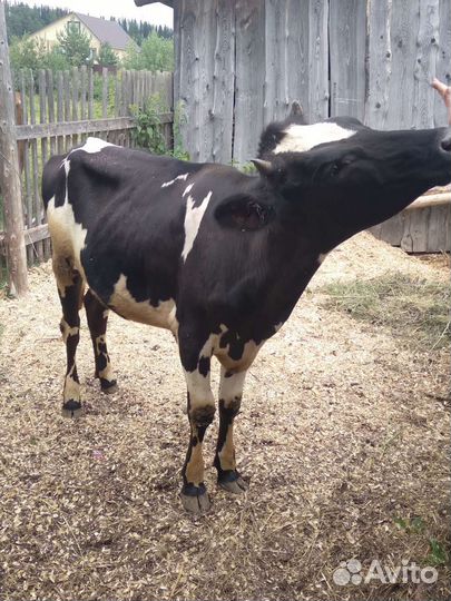Телка 1 год 4 месяца