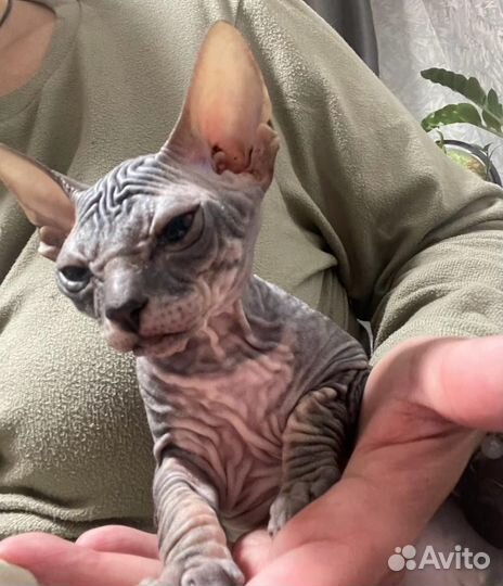 Донской сфинкс