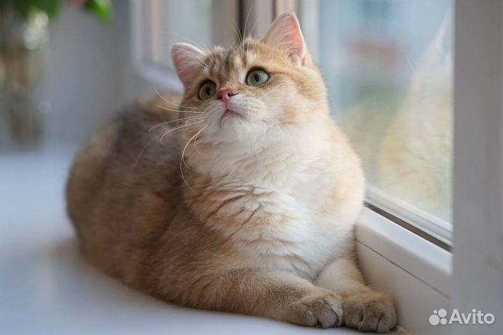 Золотой британский котик