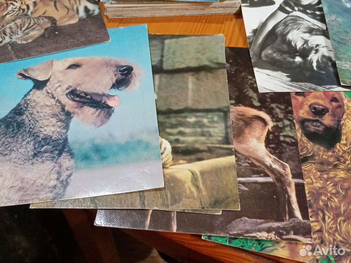 Открытки с животными