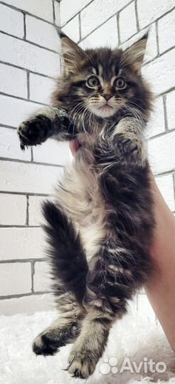 Котята мейн-кун