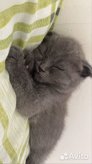 Шотландская вислоухая кошка