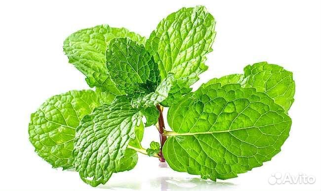 Мята новинки