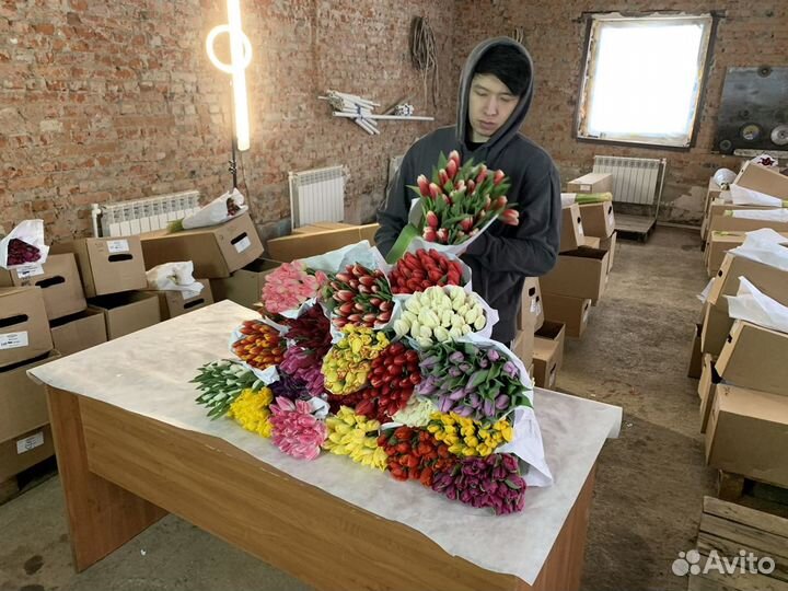 Тюльпаны оптом 8 марта (сорт Avocado)